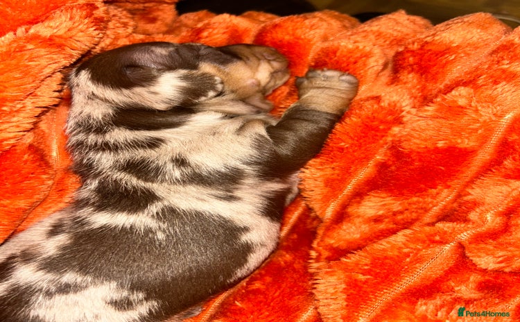 Miniature Dachshund dogs - Advert 1