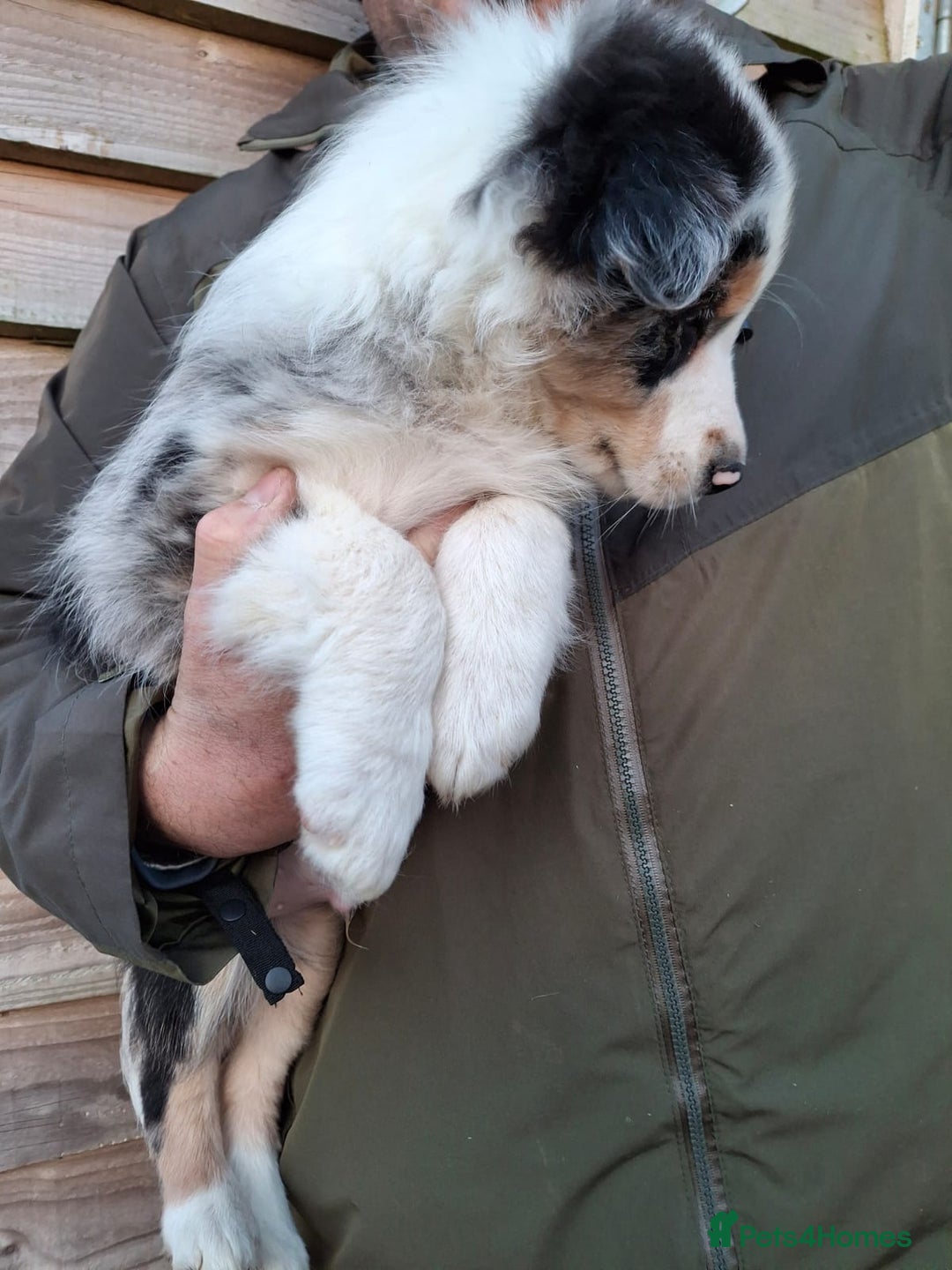 Border Collie dogs for sale: Rare sable merle long coat collie puppies  - Advert 12