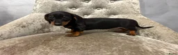 Miniature Dachshund dogs for sale: REDUCED Venus Rocket and Comet piebald dachshunds  - Advert 17
