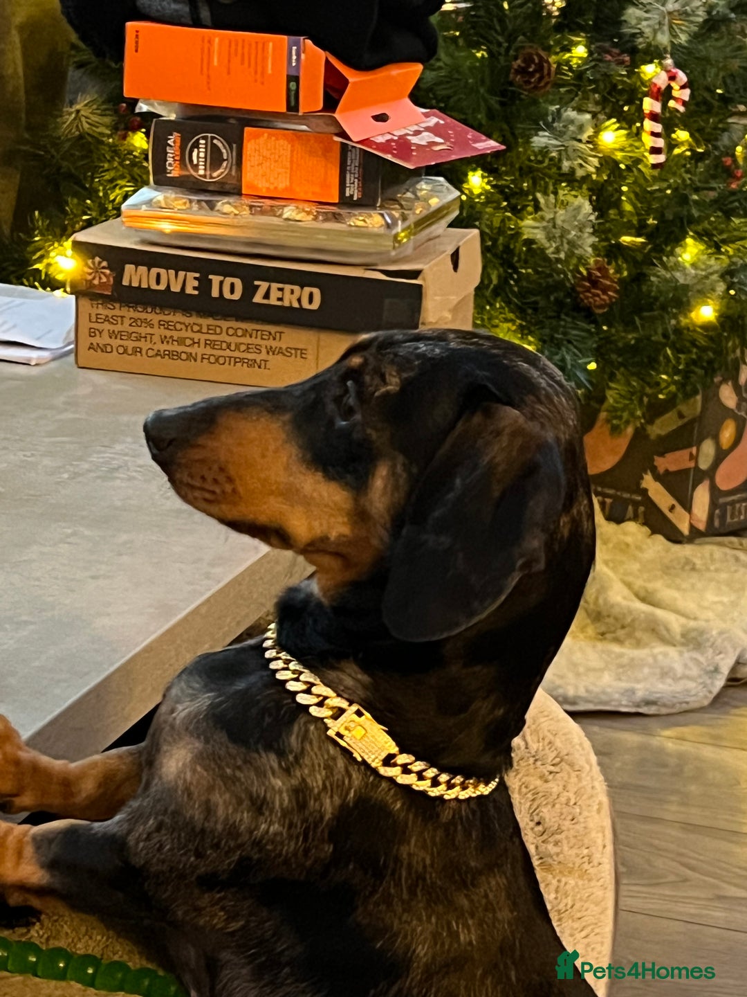 Miniature Dachshund dogs for sale: LADY & RUBY - Advert 16