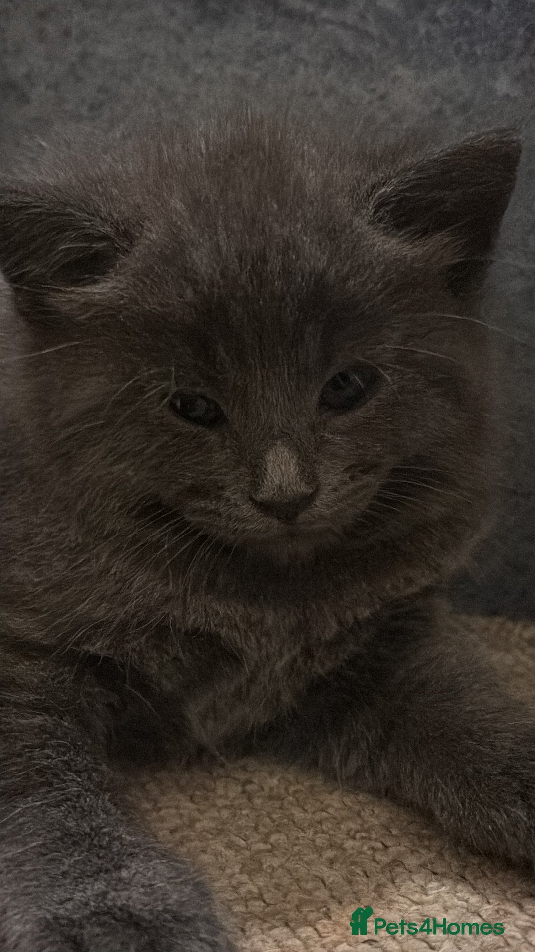 Mixed Breed cats for sale: Beautiful kittens for sale - Advert 6