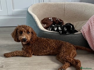 Cockapoo dogs Adorable F2 Cockapoo Puppies - Advert 3