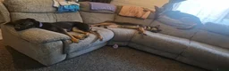 Mixed Breed dogs for adoption: AMELIA - 22 months old, Female, Mixed Breed in Eastbourne - Advert 6