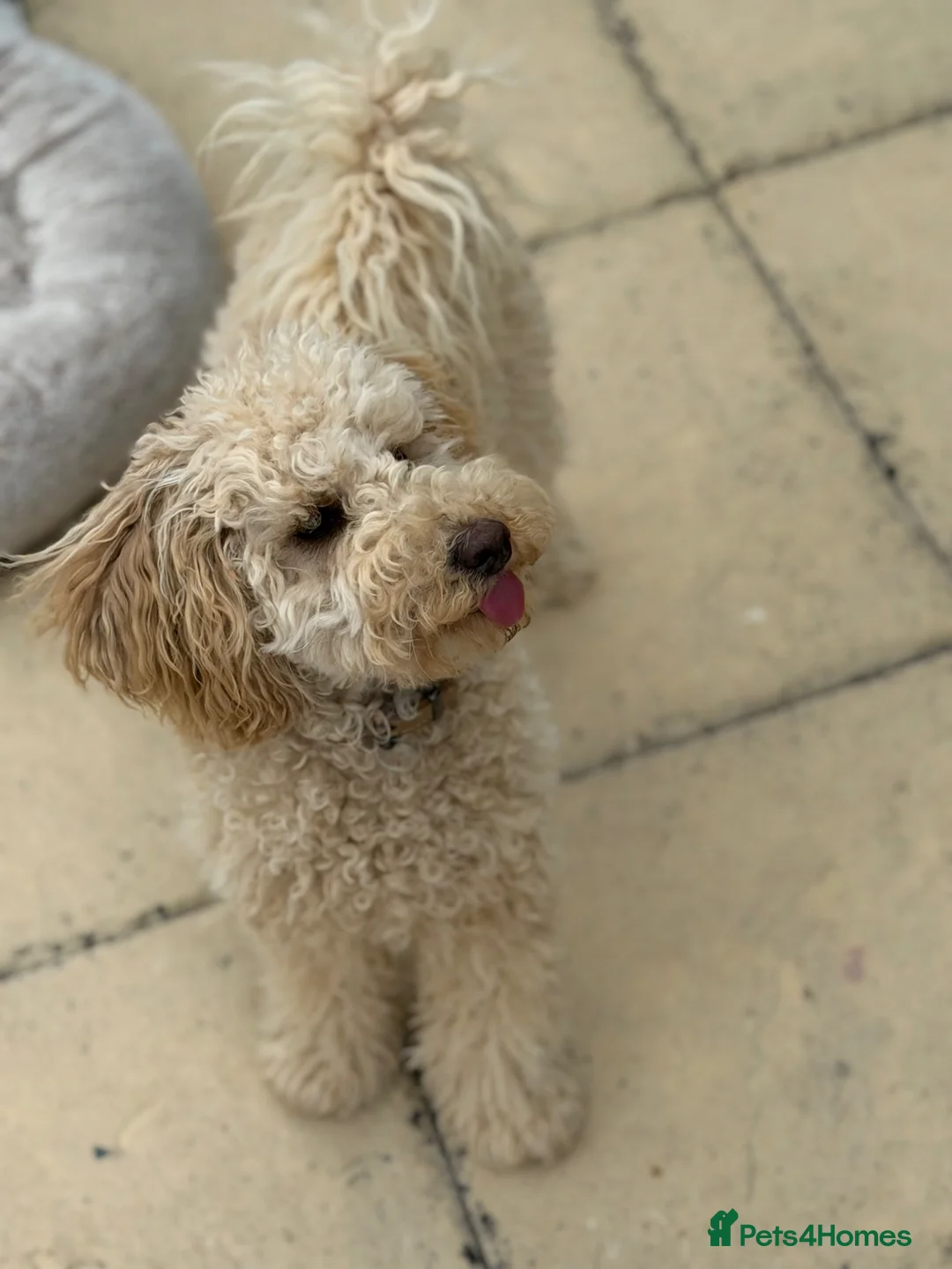 Cavapoo dogs for sale: Female Cavapoo Forever Home - Advert 2