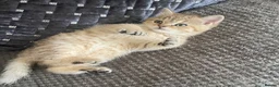 British Shorthair cats for sale: Last kitten available - TICA registered  - Advert 4