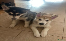 Shepsky dogs for sale: Fluffy puppies - Image 2