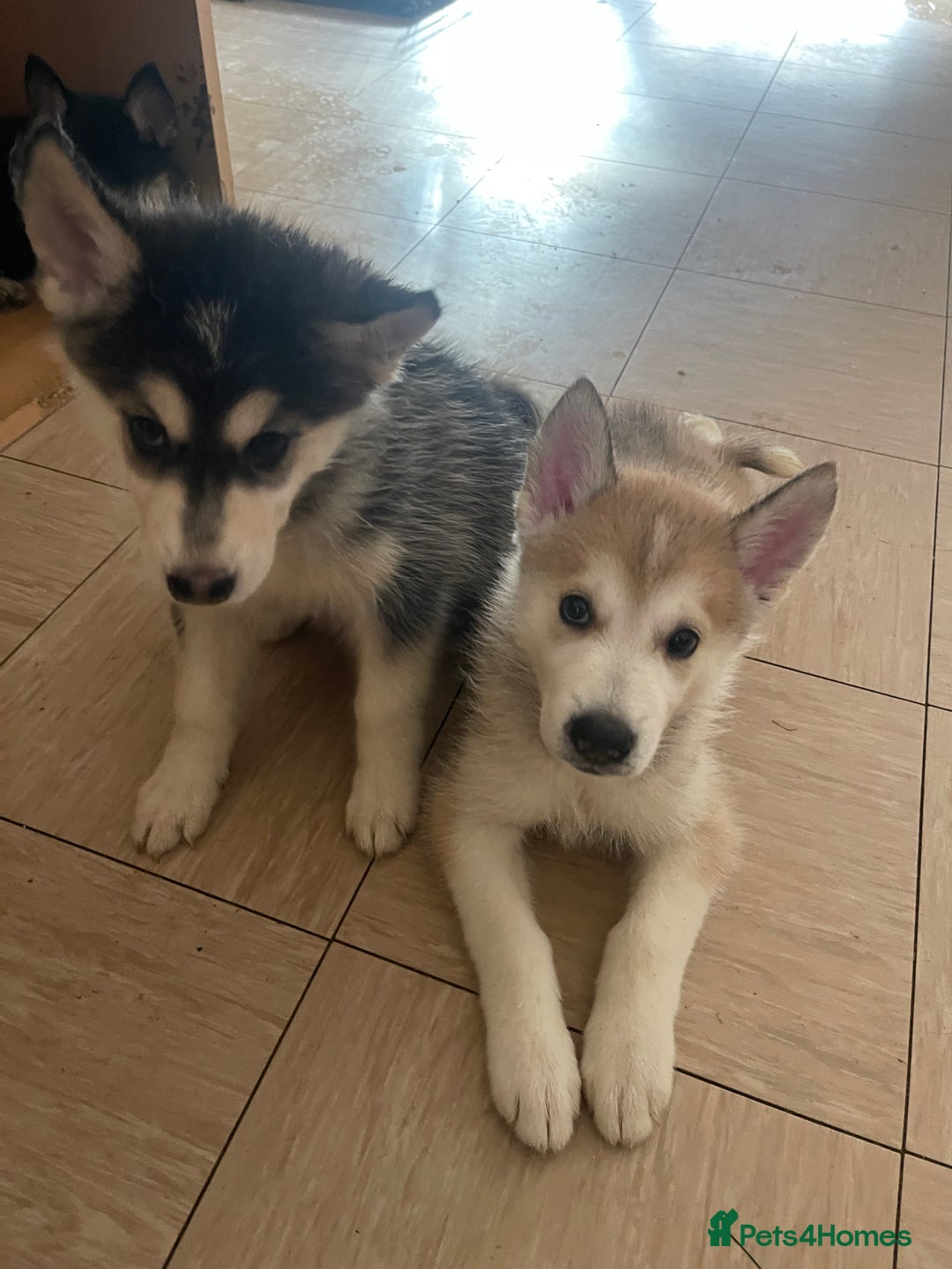 Shepsky dogs for sale: Fluffy puppies - Image 2
