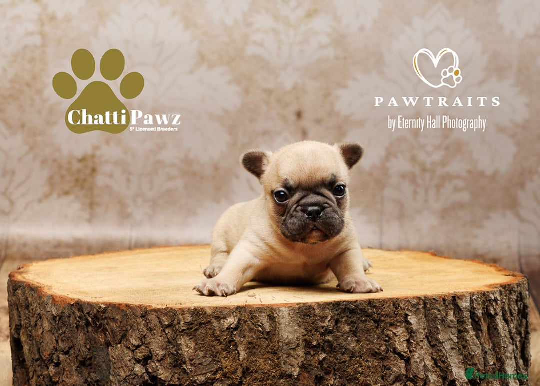 French Bulldog dogs for sale: 🐾 Beautiful French Bulldog Puppies 🐶 - Image 16