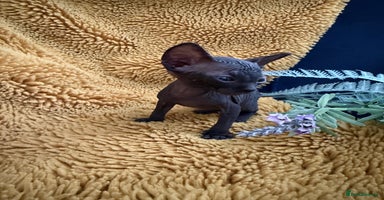 Sphynx cats - Advert 8