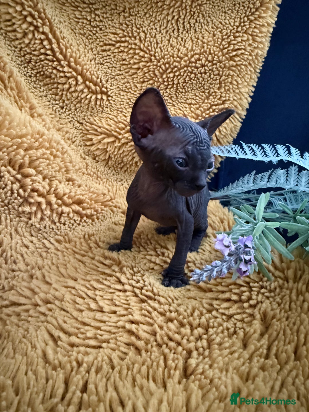 Sphynx cats for sale: Tica Beautiful Kittens Ready Soon! - Image 5