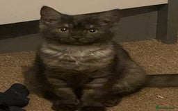 Mixed Breed cats for sale: Cutest Scottish Fold and BSH kittens  - Image 14