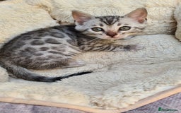 Bengal cats for sale: Pedigree Bengal kittens - Image 5
