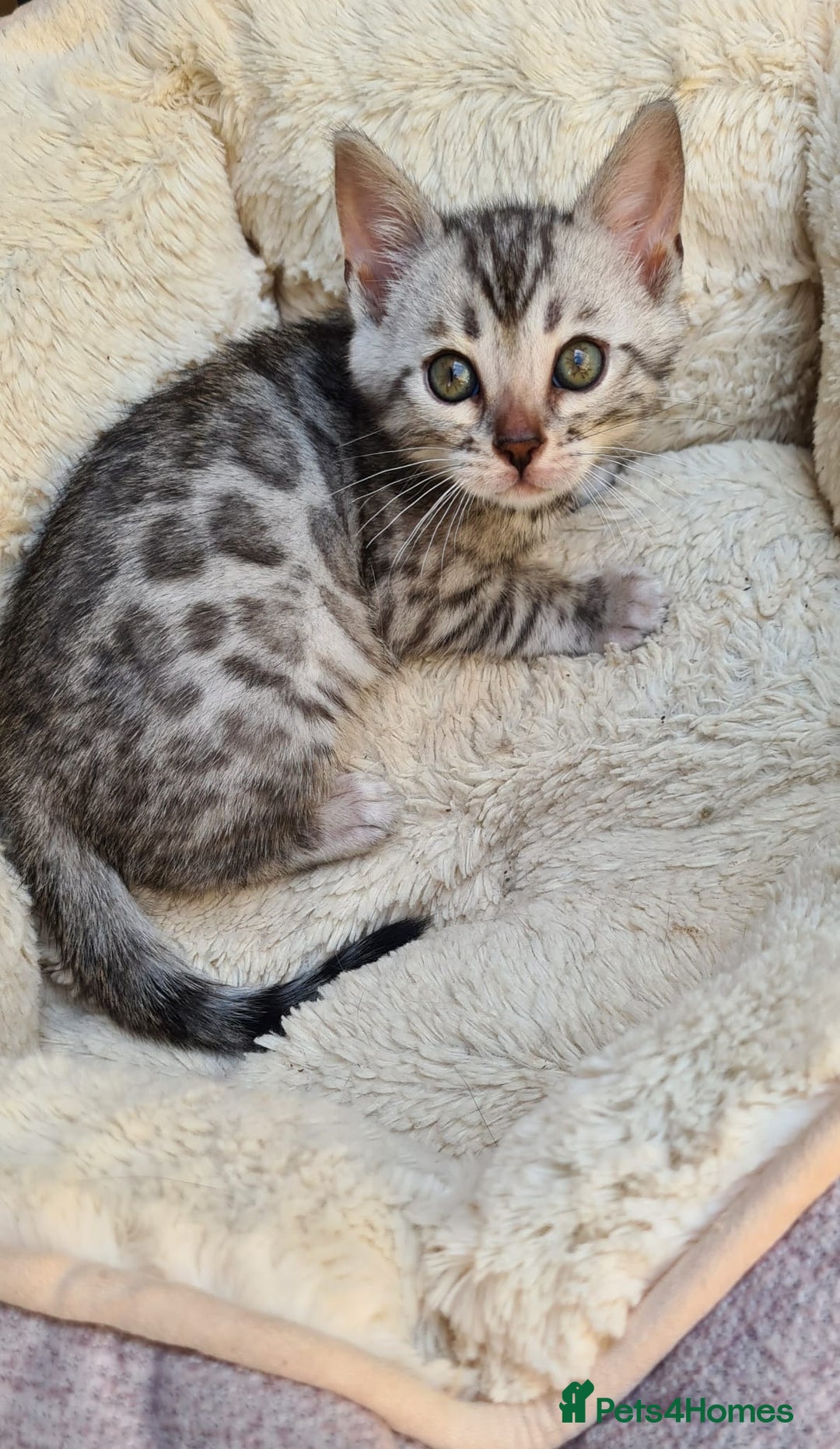Bengal cats for sale: Pedigree Bengal kittens - Image 5