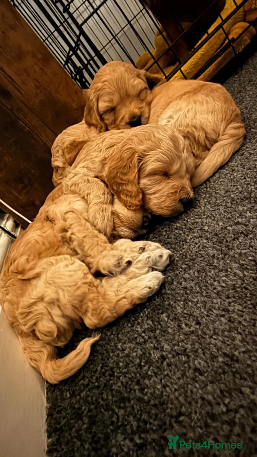 Cockapoo dogs for sale: Beautiful Cockapoo Puppies🐾 - Advert 1
