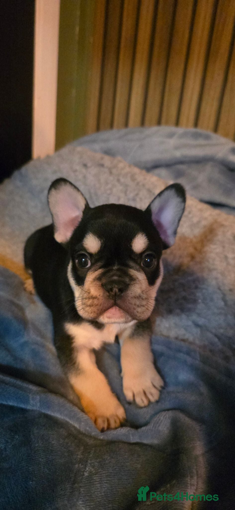 French Bulldog dogs FRENCH BULLDOG PUPPIES  - Advert 16
