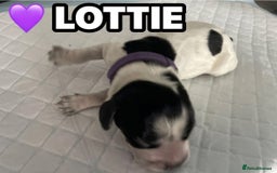 Cocker Spaniel dogs for sale: Stunning Blue/Liver Roan Cocker Spaniels Puppies  - Image 11