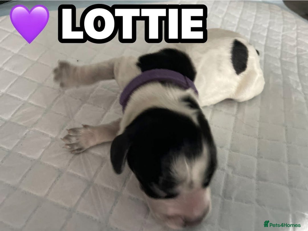 Cocker Spaniel dogs for sale: Stunning Blue/Liver Roan Cocker Spaniels Puppies  - Image 11
