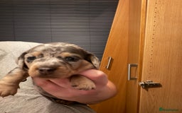 Dachshund dogs for sale: 2 beautiful girls - Image 12