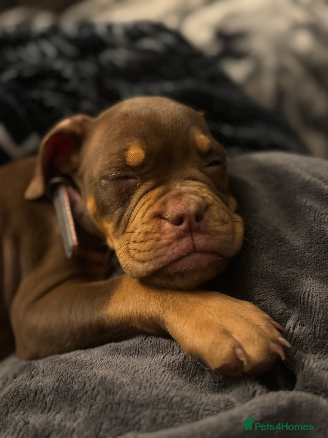 English Bulldog dogs for sale: Female English Bulldog  - Advert 6