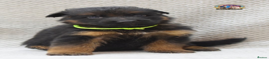 German Shepherd Puppy 3