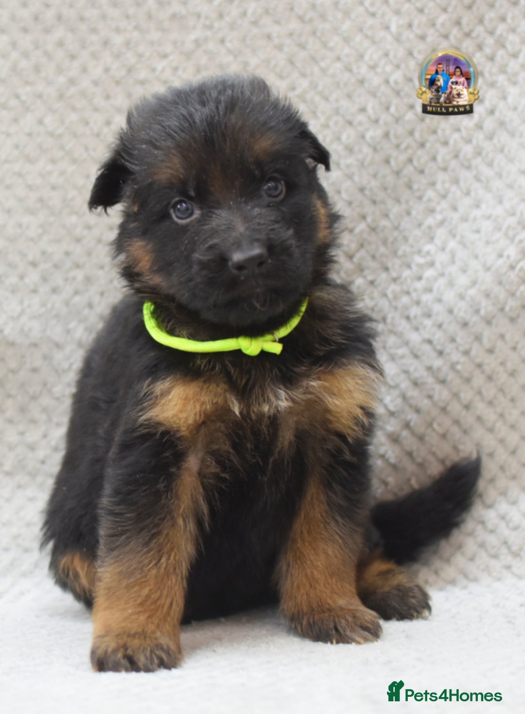 German Shepherd dogs for sale: Germand Shepherd puppies - Image 8