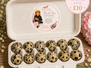 Quail poultry Quail hatching eggs - Advert 1