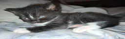 British Shorthair cats for sale: British Shorthair cross kittens Tabby Black/white - Advert 16