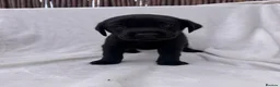 Labrador Retriever dogs for sale: Redfox cross Boxhead labrador puppies  in Bedford - Advert 6