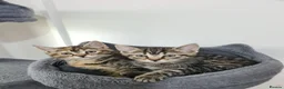 Mixed Breed cats for sale: Mother and two daughters  - Advert 6