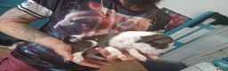 Staffordshire Bull Terrier dogs for sale: Puppy Staffordshire Bull Terrier - Advert 3