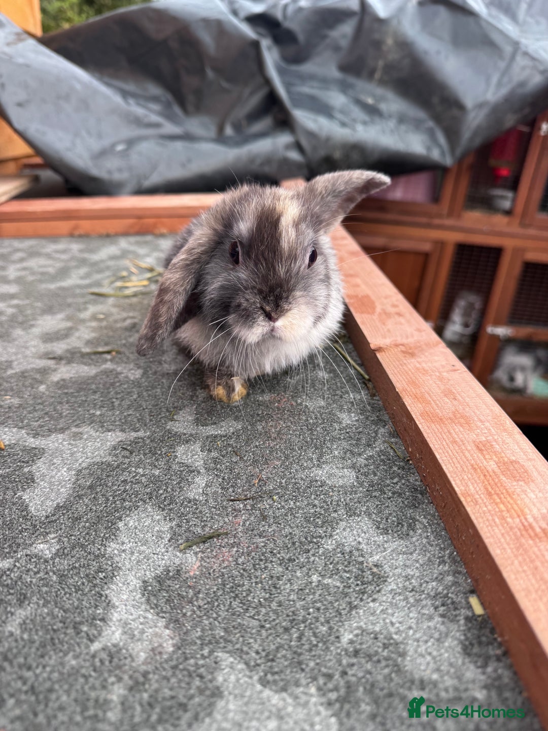 Mini Lop rabbits for sale: 2 beautiful baby girl bunnies - Image 3