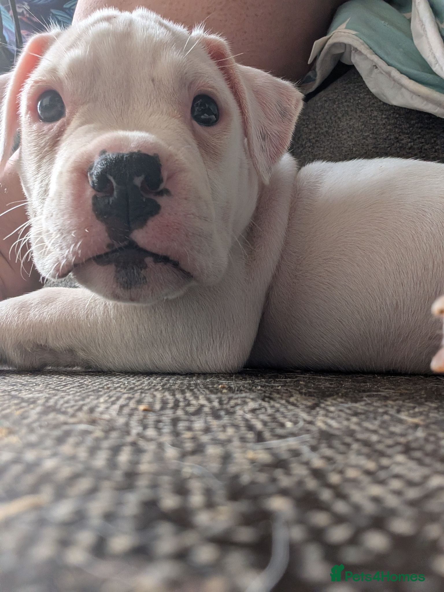 American Bulldog dogs Johnson American bulldog puppies - Advert 2