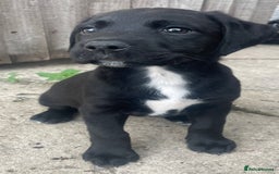 Mixed Breed dogs for sale: Pointerdor puppies - Image 2