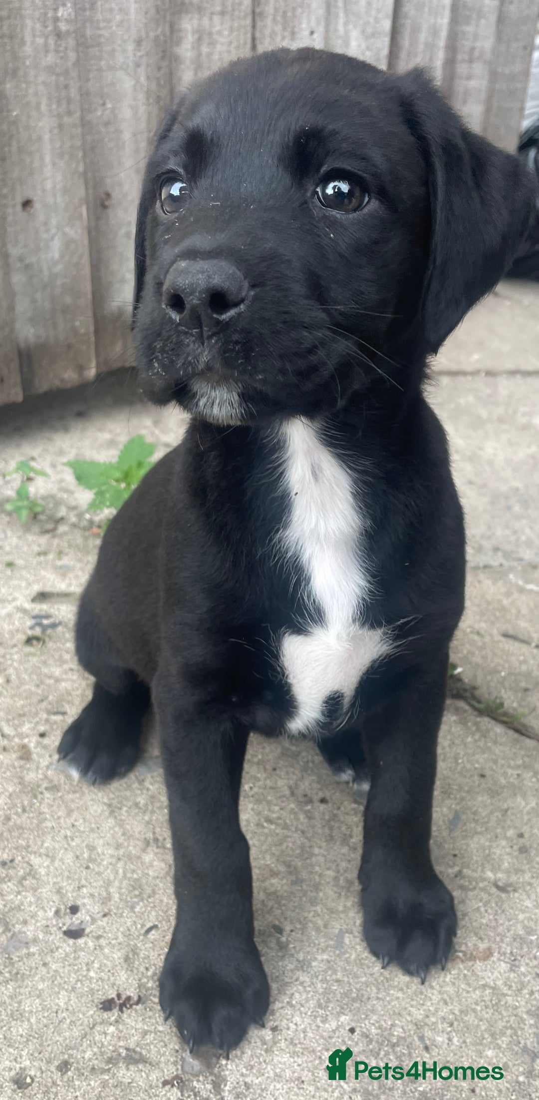 Mixed Breed dogs for sale: Pointerdor puppies - Image 2