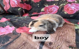 Mini Lop rabbits for sale: Mini lop baby rabbits - Image 4
