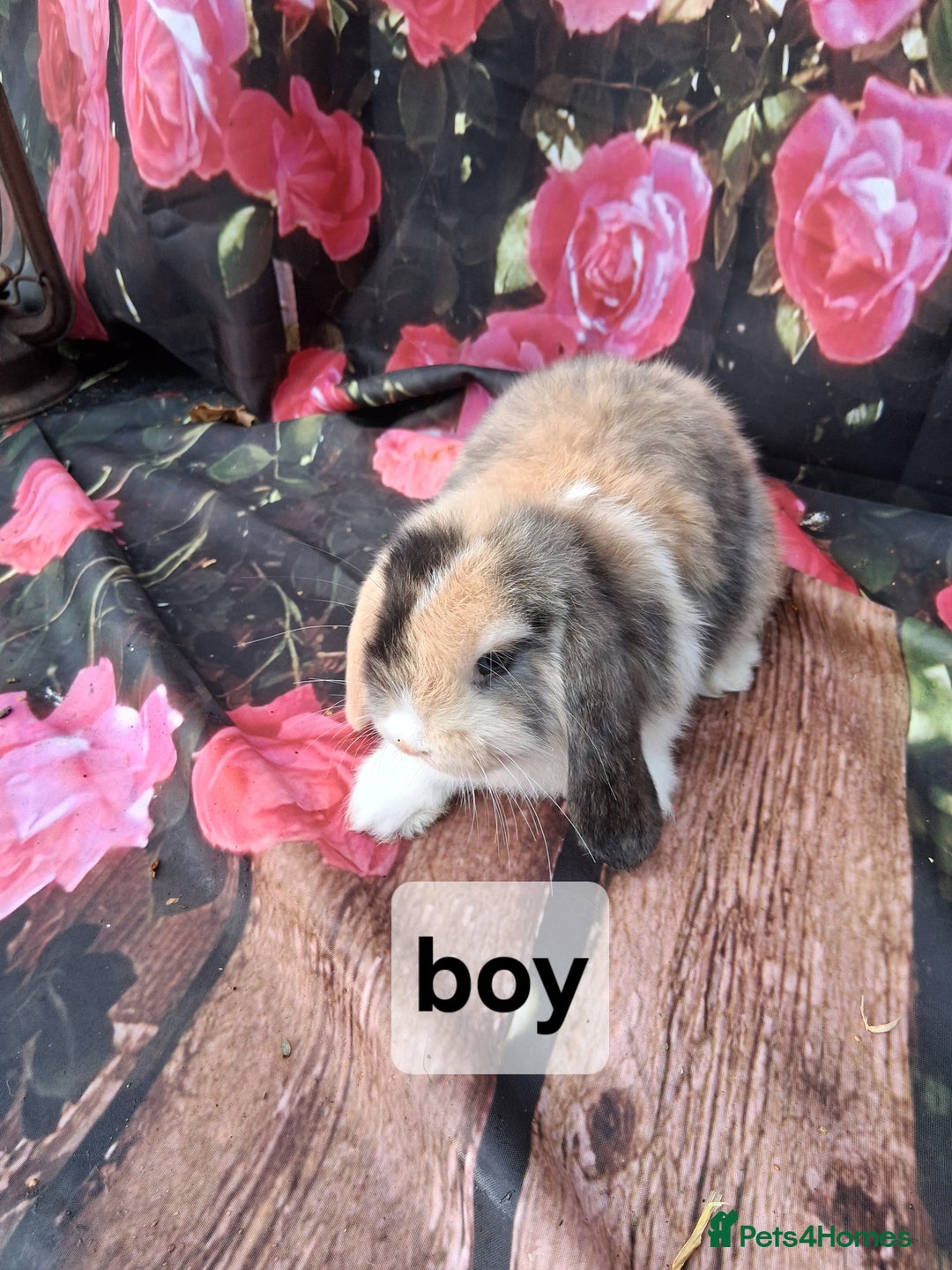 Mini Lop rabbits for sale: Mini lop baby rabbits - Image 4