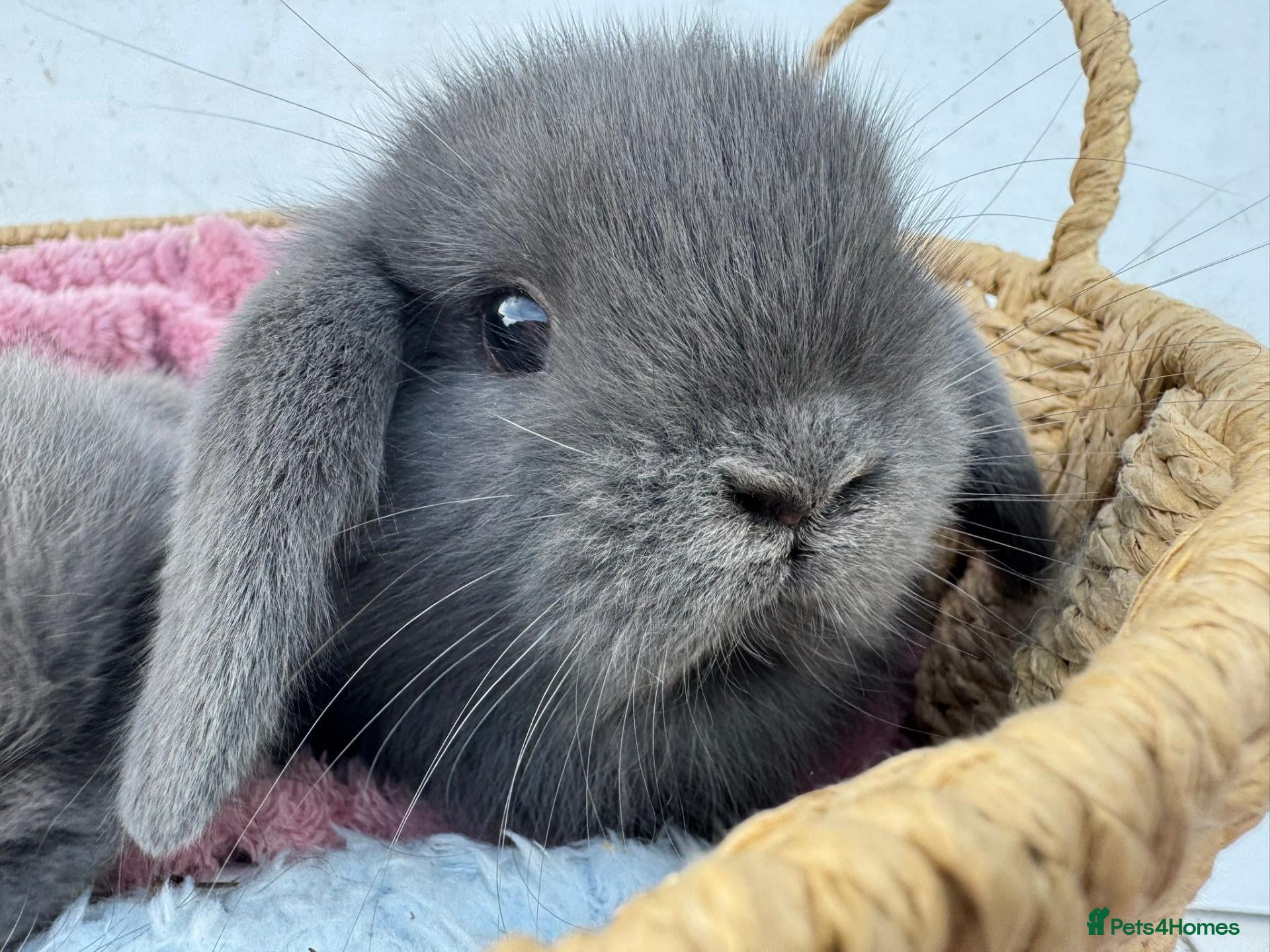 Mini Lop rabbits for sale: Pure bred Mini Lop Rabbits Ready to leave now - Advert 1
