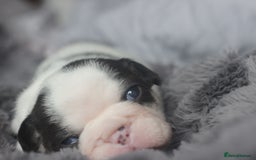 French Bulldog dogs for sale: Stunning French bulldog puppies  - Advert 5