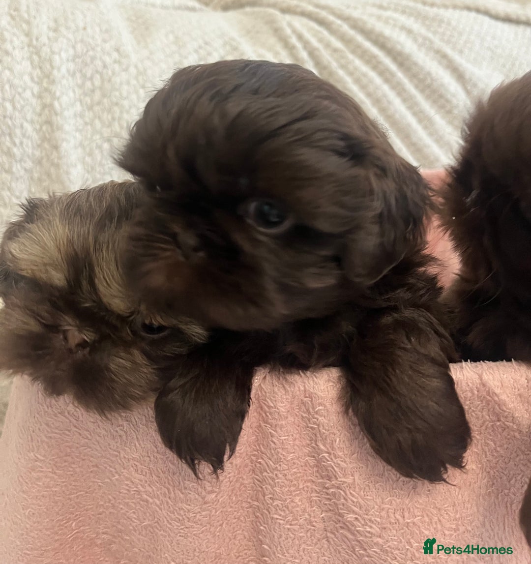 Shih Tzu dogs for sale: Imperial Shihtzu puppies - Image 5