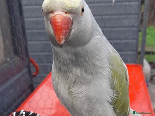 Parrots birds Reingnack recessive pied - Advert 19