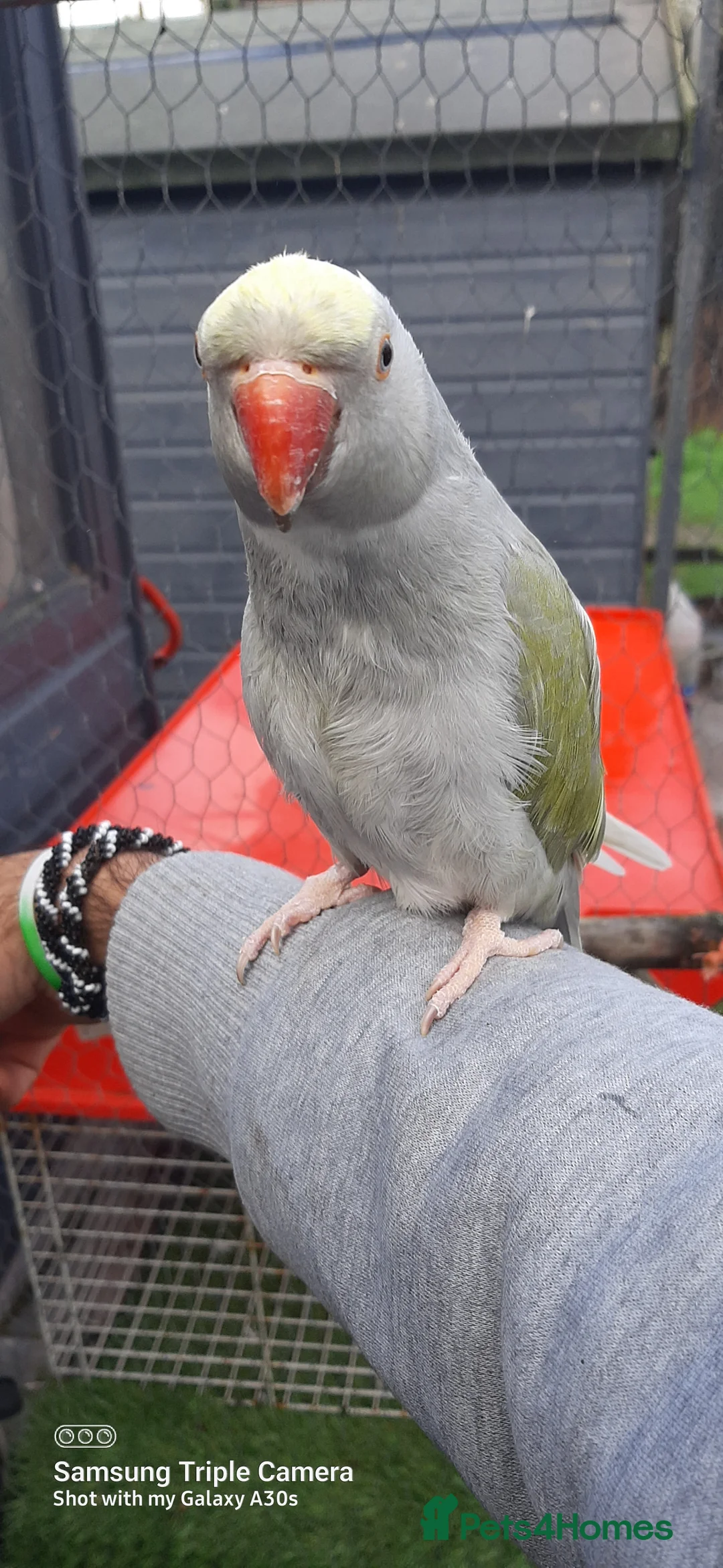 Parrots birds for sale: Reingnack recessive pied  - Advert 2