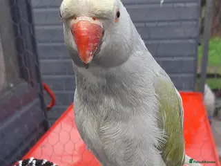 Parrots birds Reingnack recessive pied - Advert 5