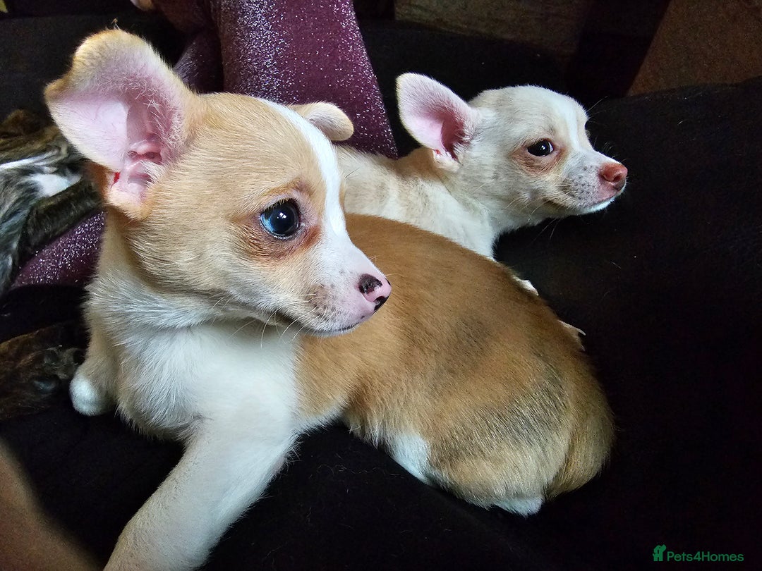 Chihuahua dogs for sale: Two male chihuahuas  - Advert 26