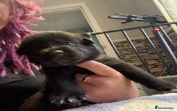 Mixed Breed dogs for sale: Beautiful lab cross Akita puppies available - Image 7