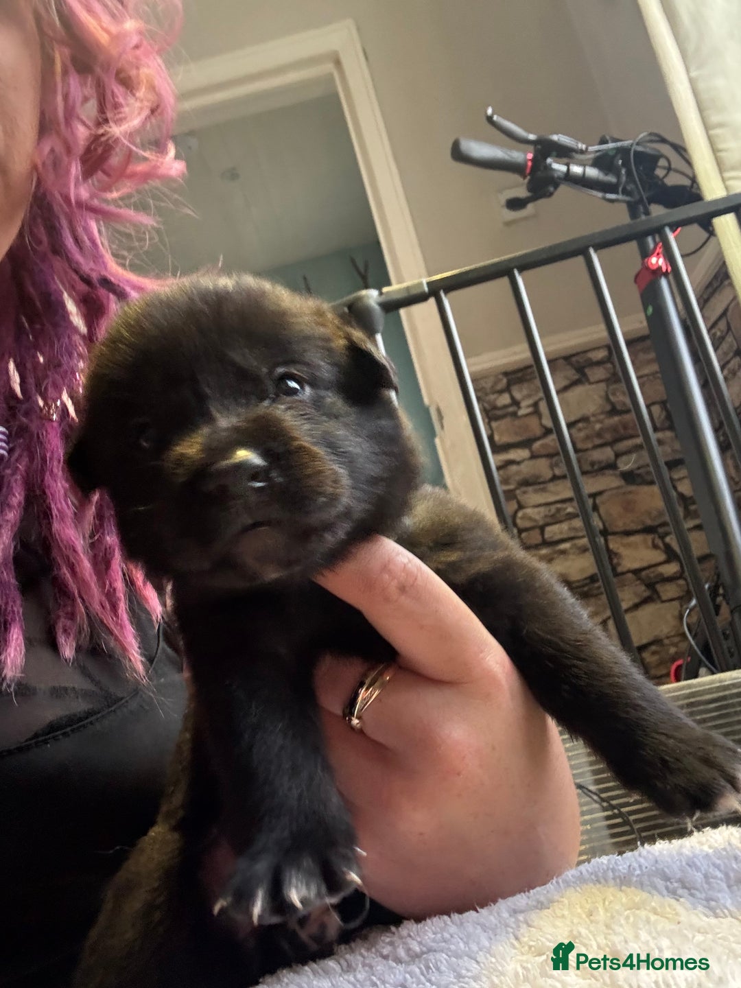 Mixed Breed dogs for sale: Beautiful lab cross Akita puppies available - Image 7