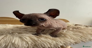 Sphynx cats - Advert 12