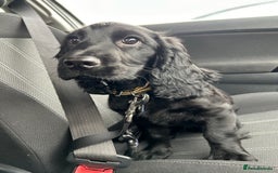 Cocker Spaniel dogs for sale: Cocker Spaniel  - Image 9