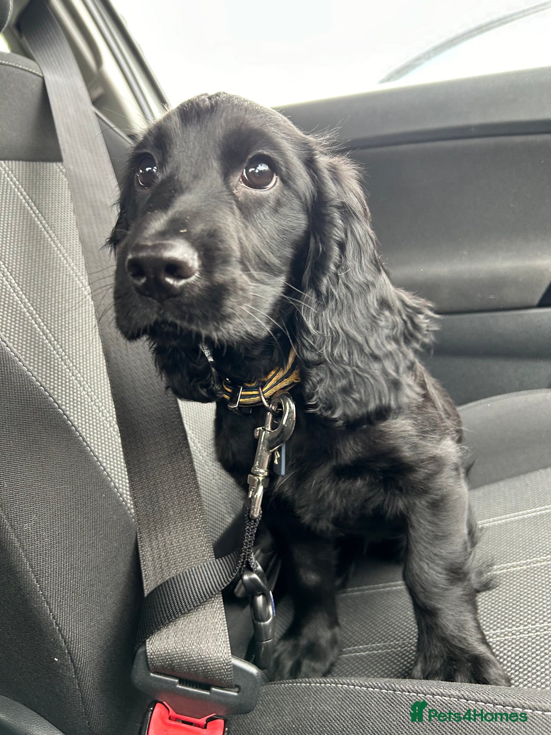 Cocker Spaniel dogs for sale: Cocker Spaniel  - Image 9