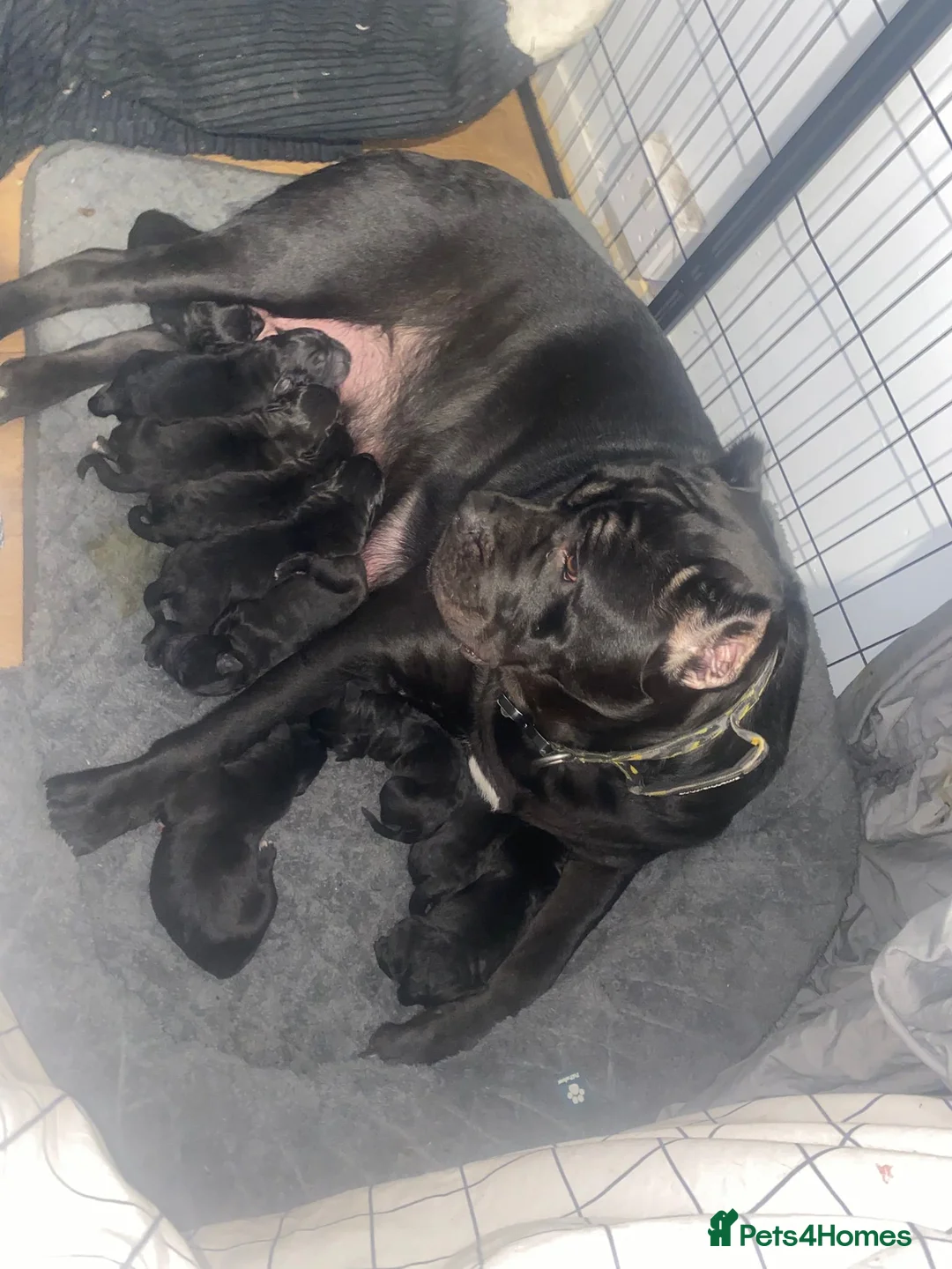 Cane Corso dogs for sale: AKC cane Corso puppies  in Blackwood - Advert 2