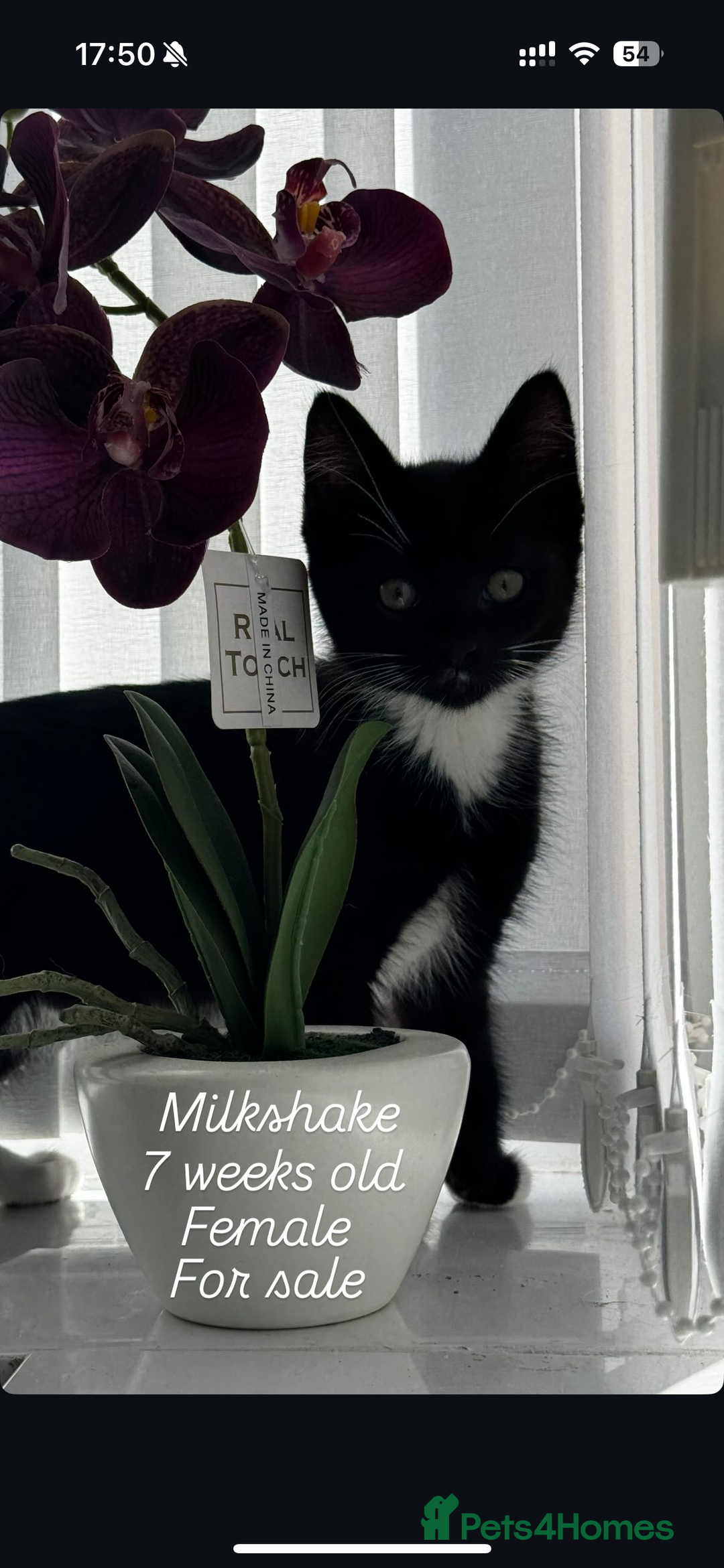Domestic Shorthair cats for sale: Tuxedo female kittens - Image 3